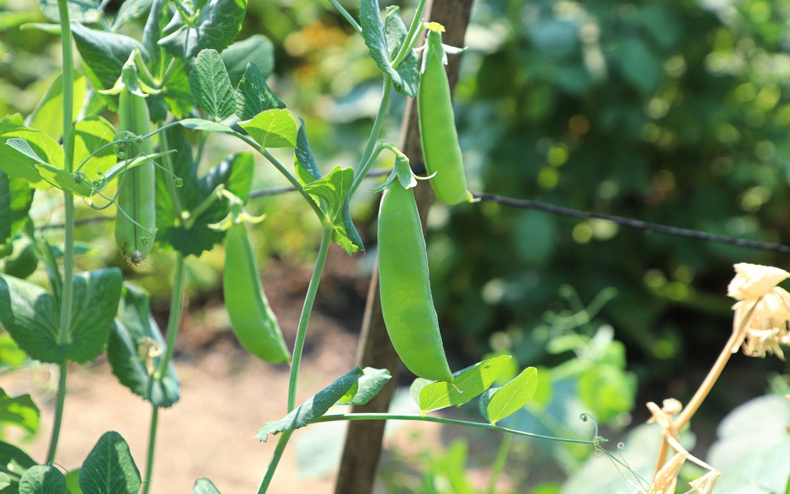 Peas Growing on Vine