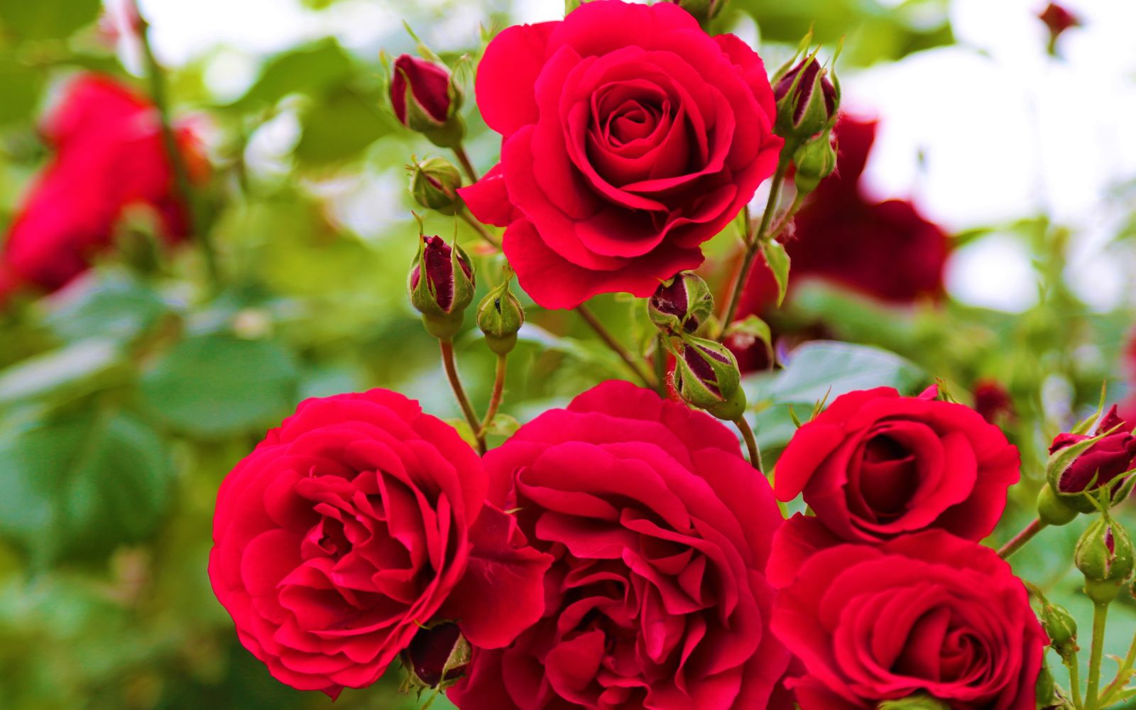 Red Rose in Garden