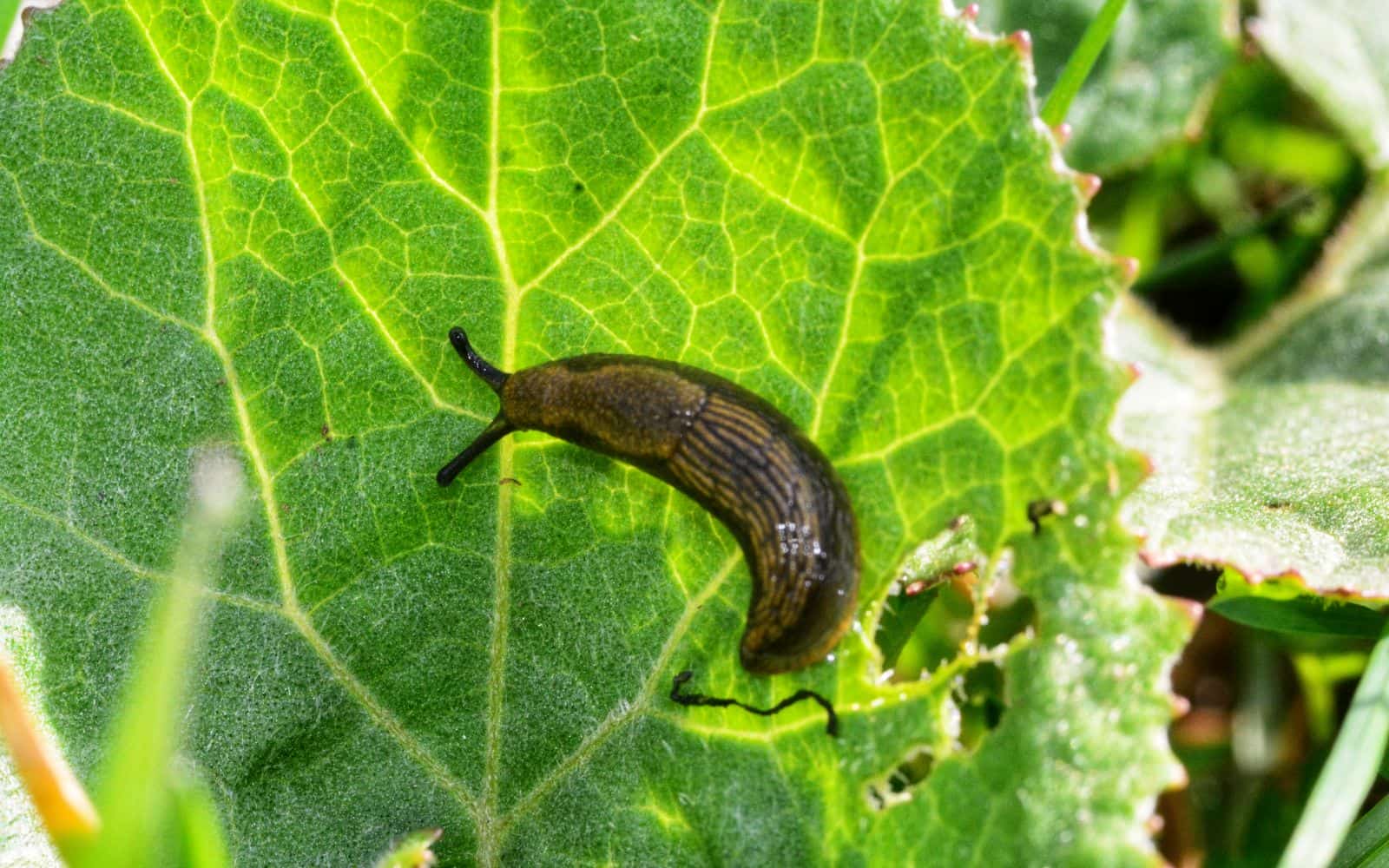 Slug eating leaf