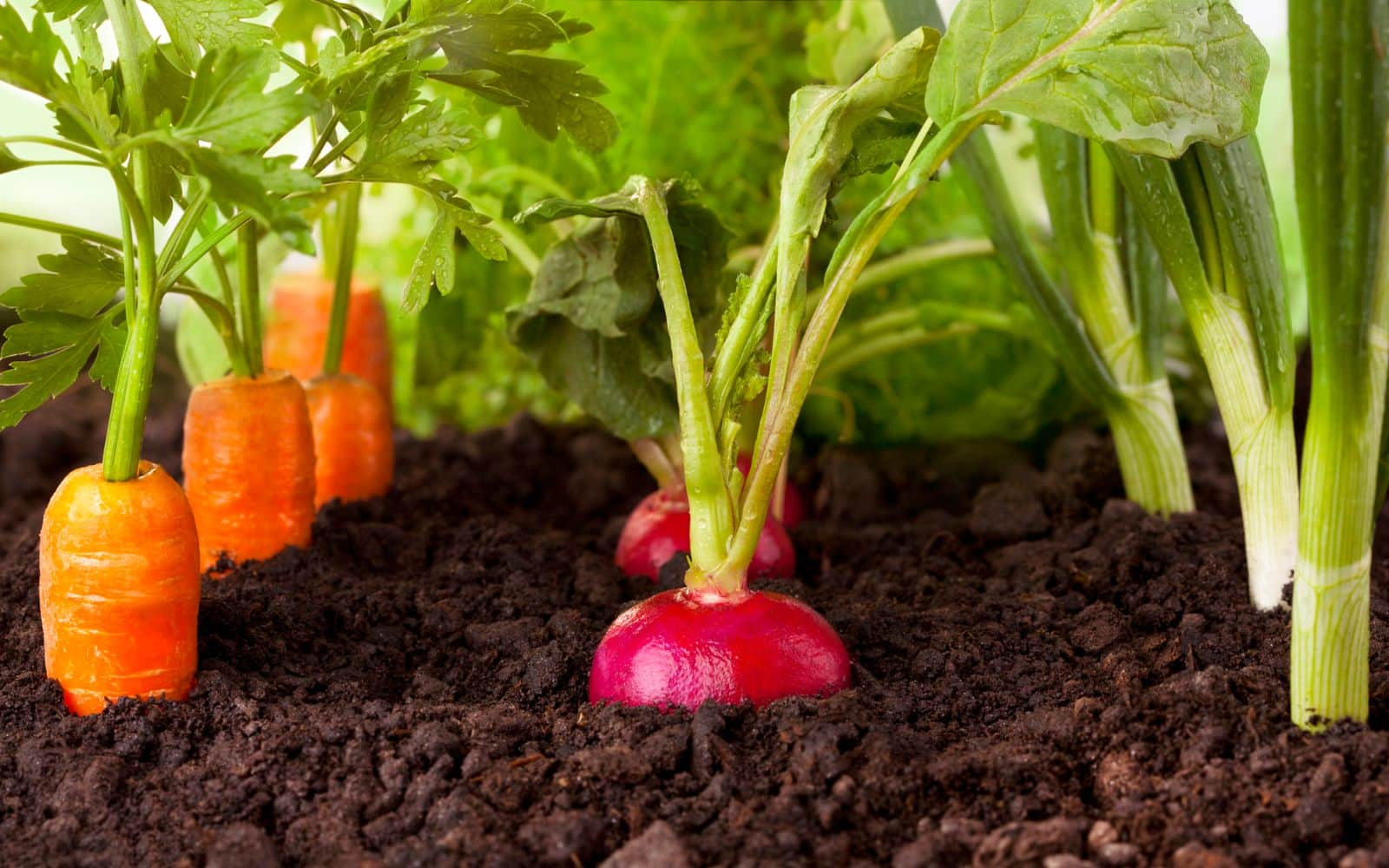 Vegetable Garden