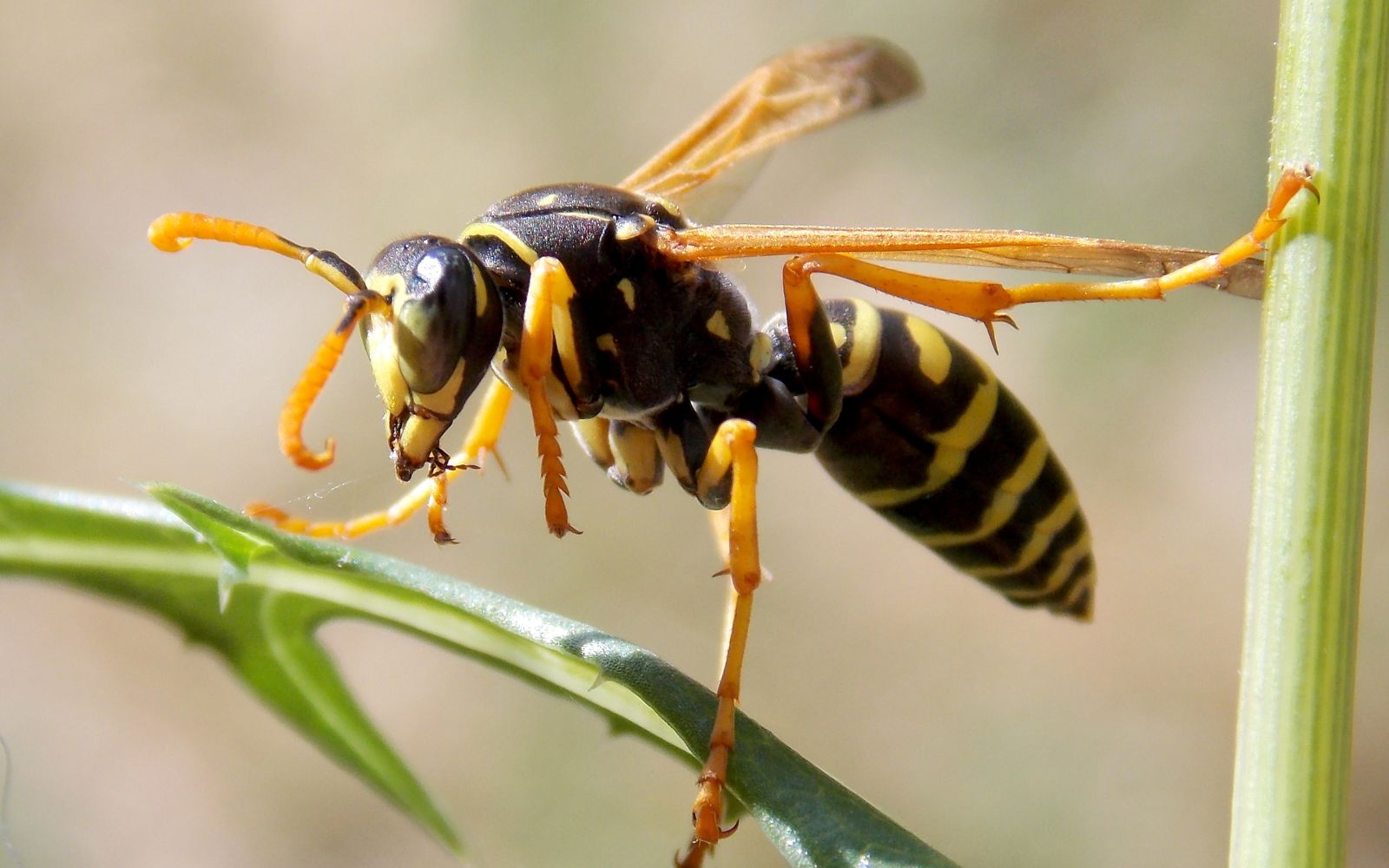 Wasp In Garden